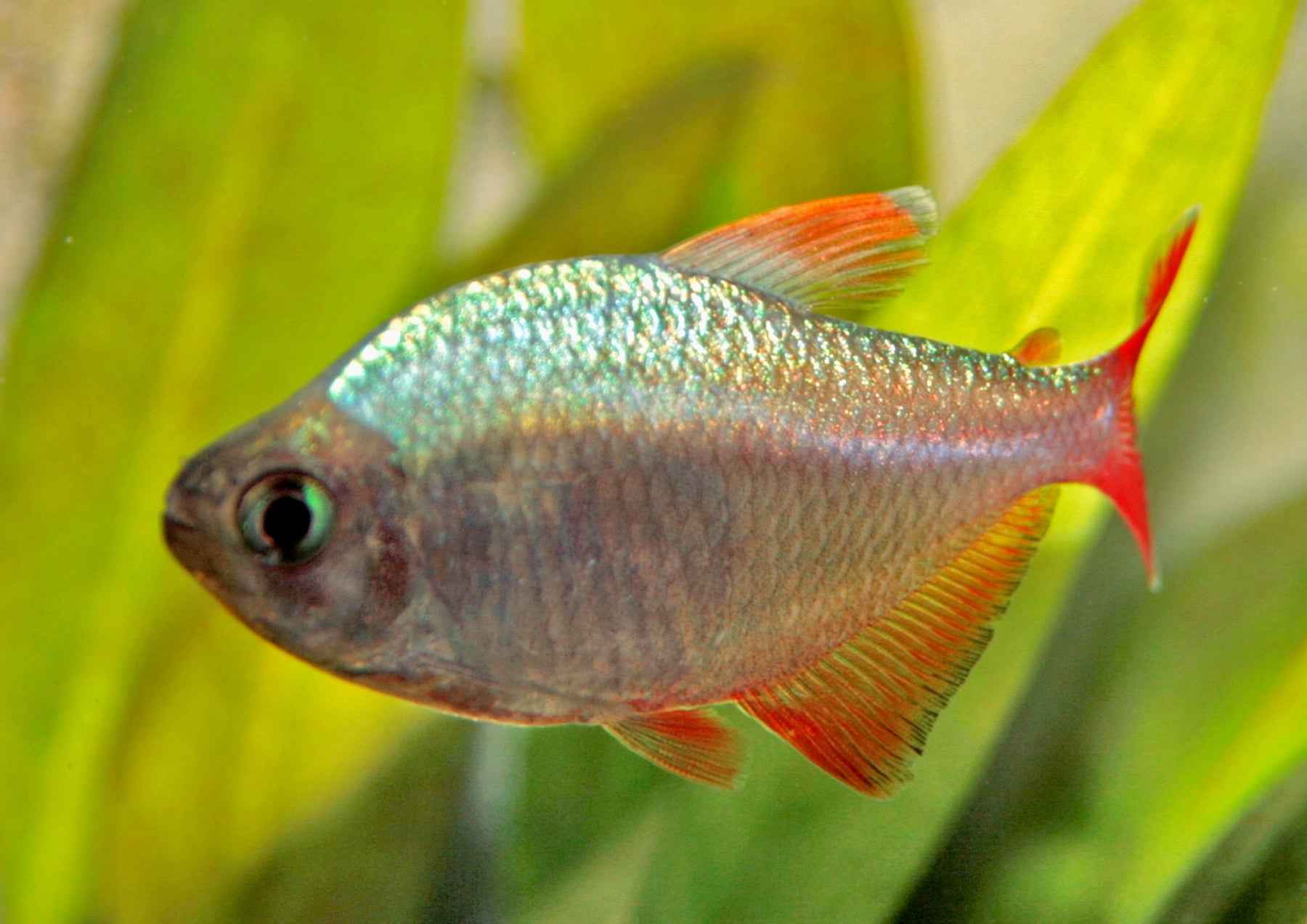 Colombian Tetra PACK OF 6