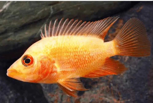 Red Devil cichlids
