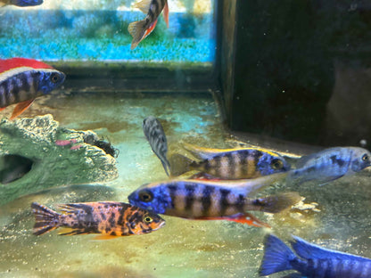 Taiwan Reef Cichlid (Protomelas sp. "Steveni Taiwan")