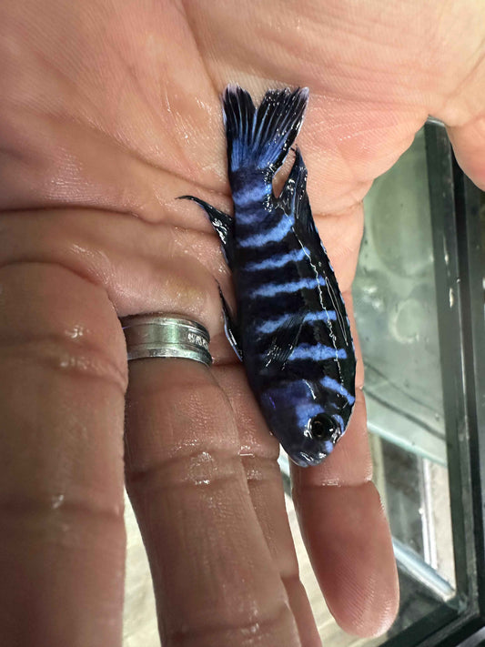 Chindongo demasoni  Demasoni Cichlid