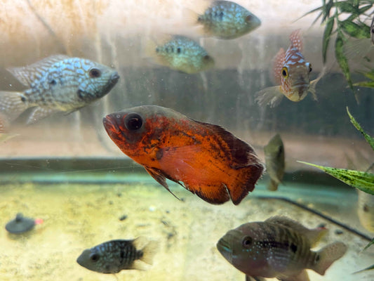 Red Copper Oscar