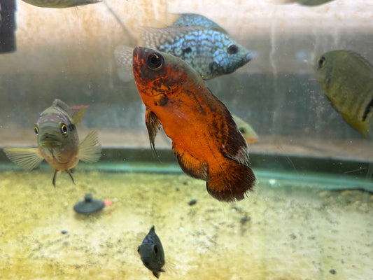 Red Copper Oscar