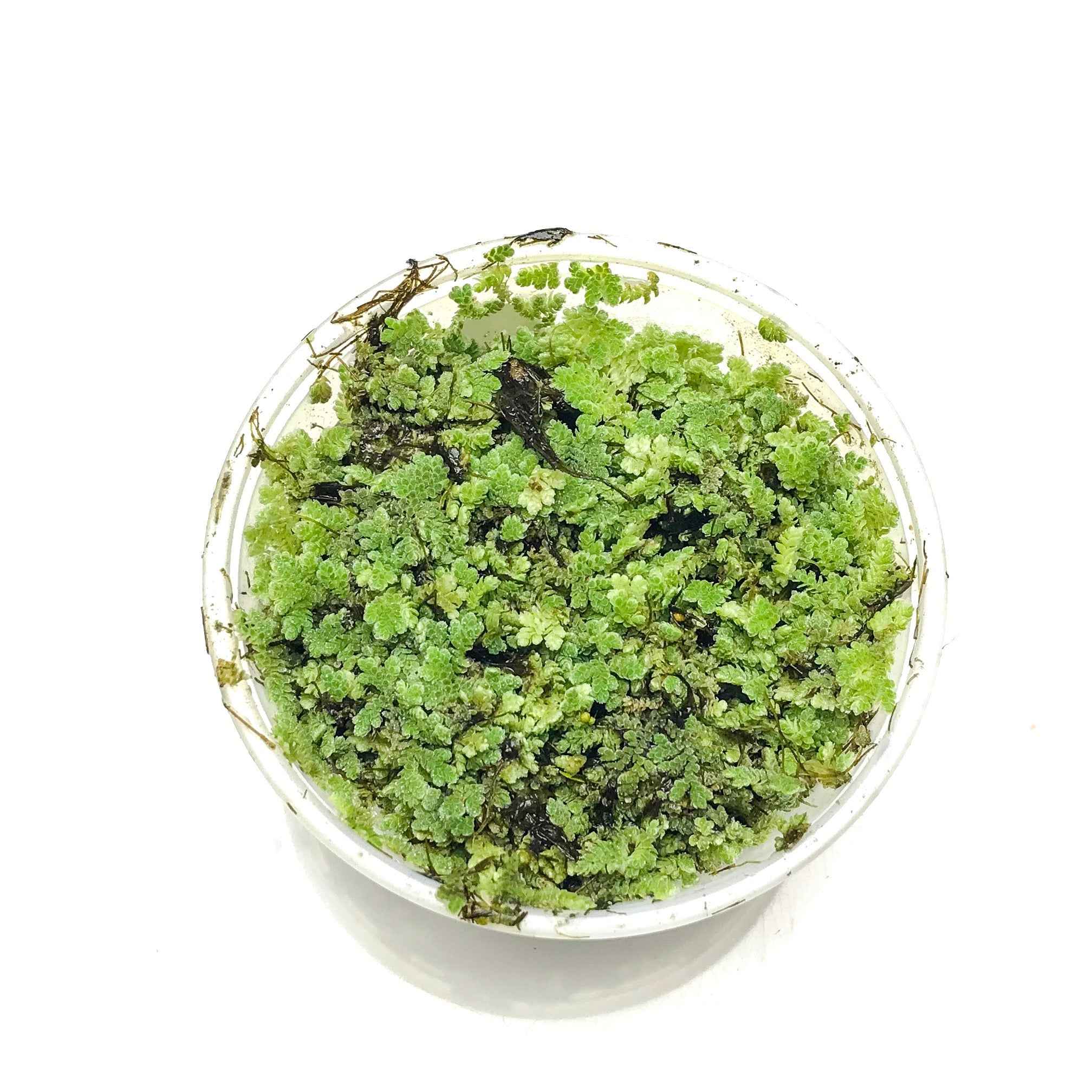 Azolla caroliniana Floating Aquarium Plant - Scholarly Exotics LLC