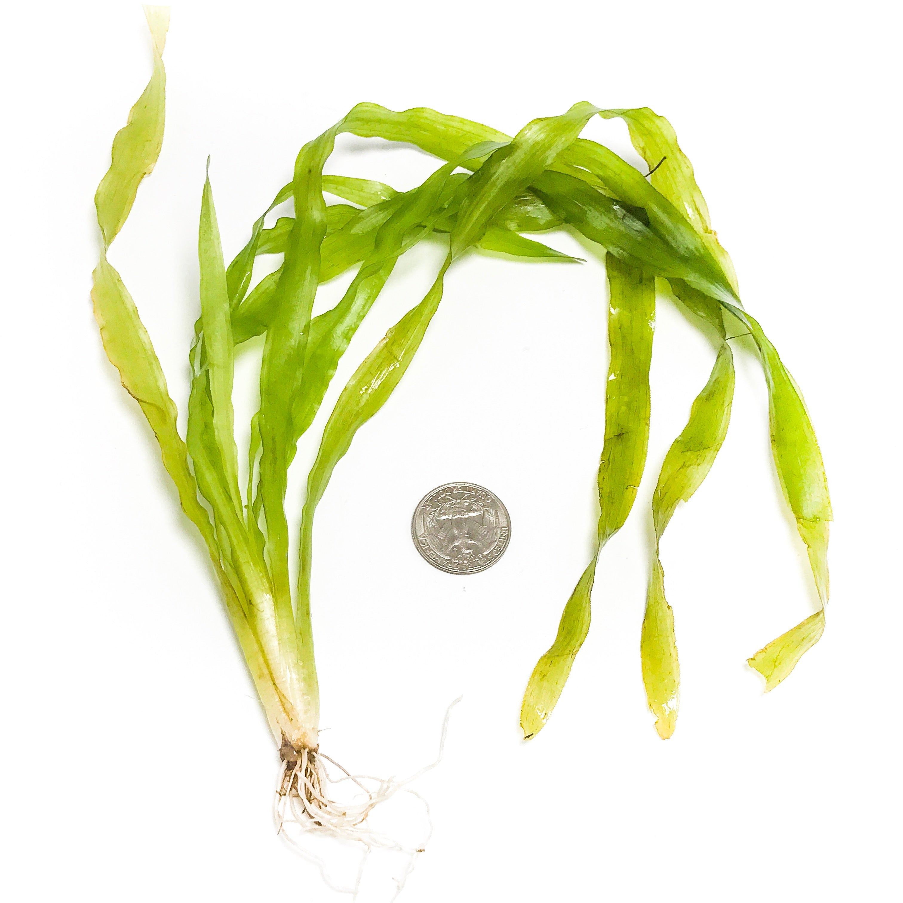 Contortion Val (Giant Corkscrew Val)