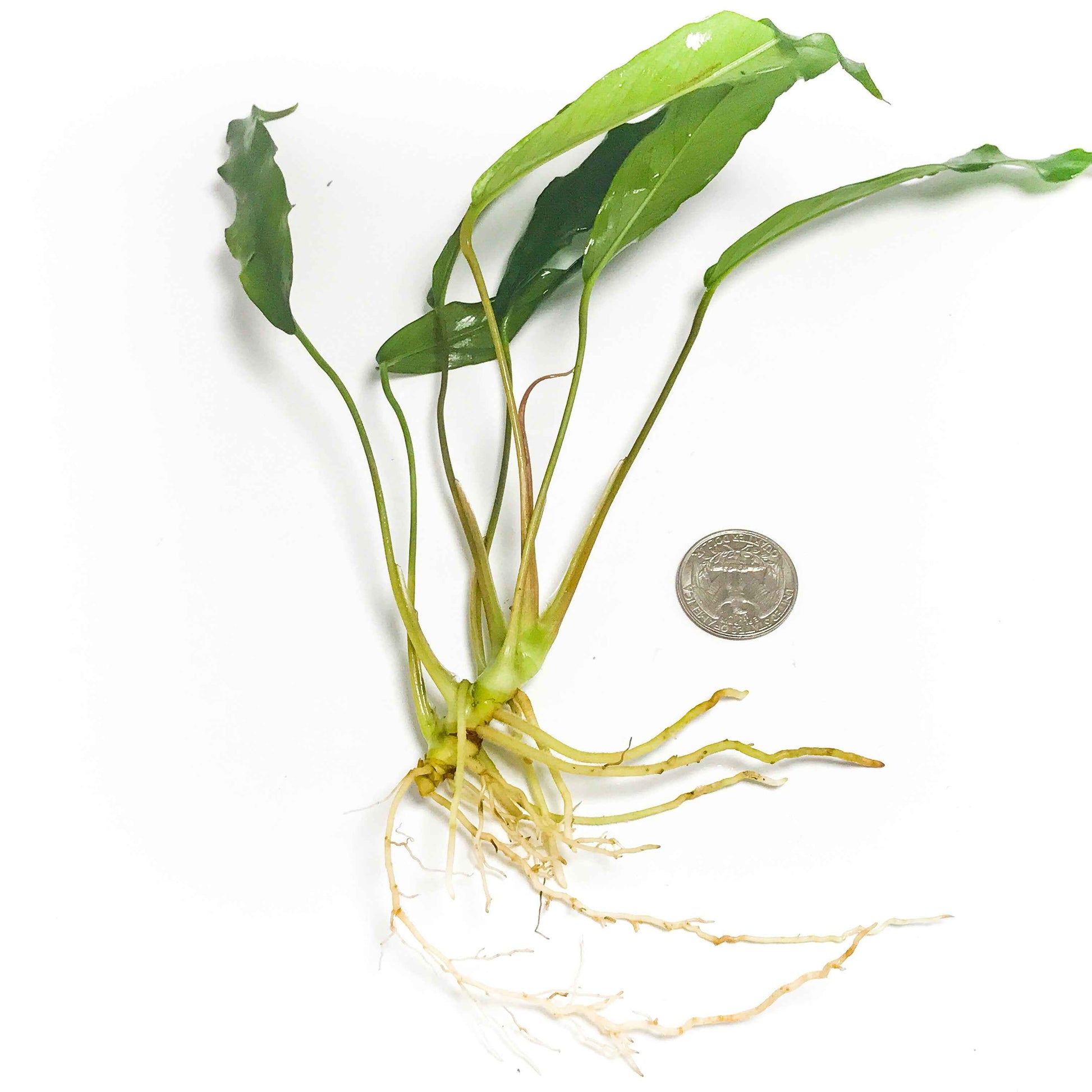 Anubias Minima