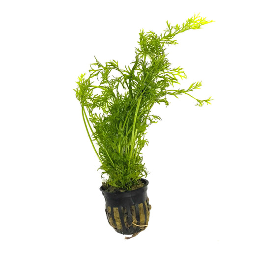 Water Sprite (Indian Fern)