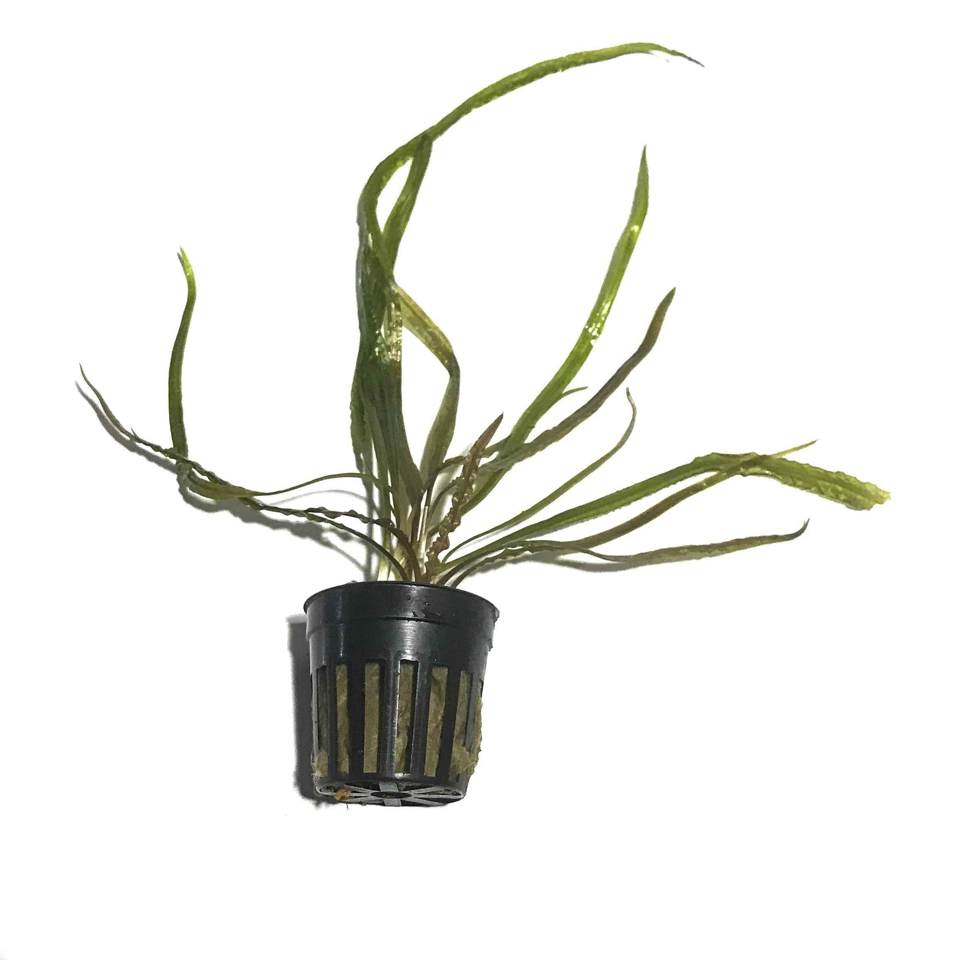 Cryptocoryne Retrospiralis