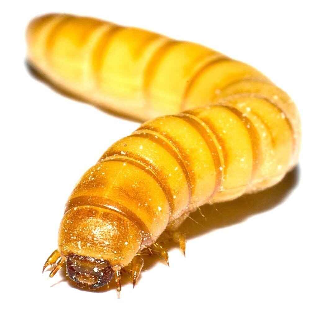 Mealworm Farm Starter Kit