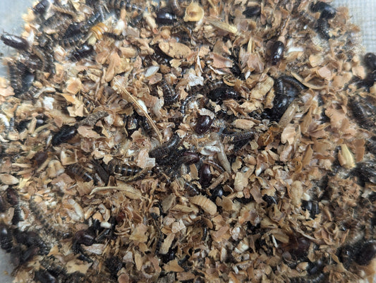 Live Organic Lesser / Buffalo Mealworms