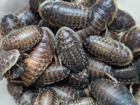 Live Organic Dubia Roaches