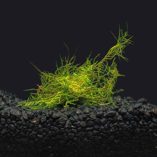 Peacock Moss