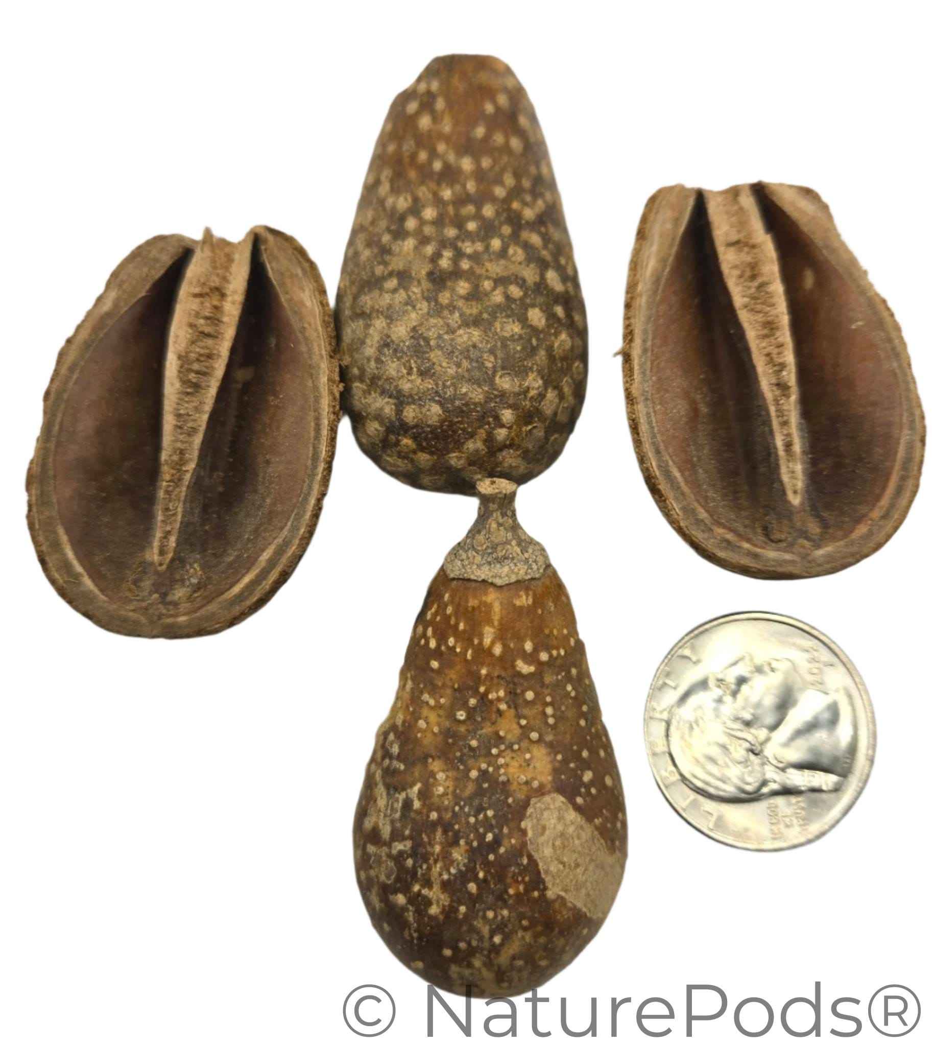 Pear Pods