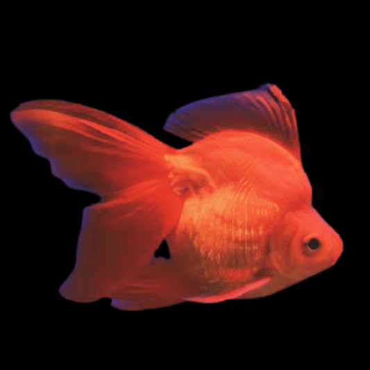 Red Ryukin Goldfish 3"-4"