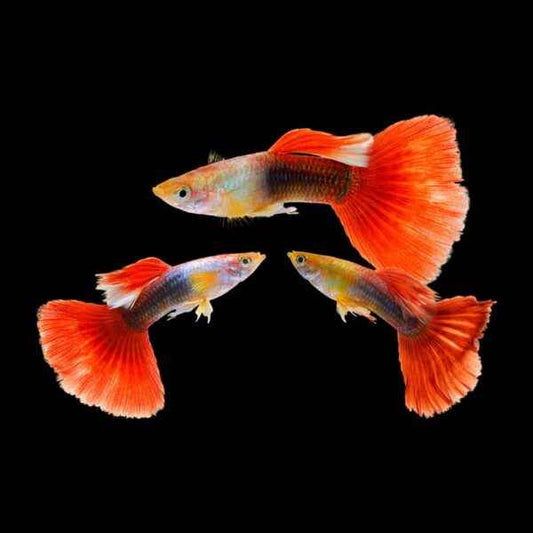 Red Tuxedo guppy PAIR