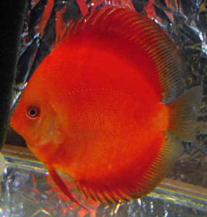Super Red Discus
