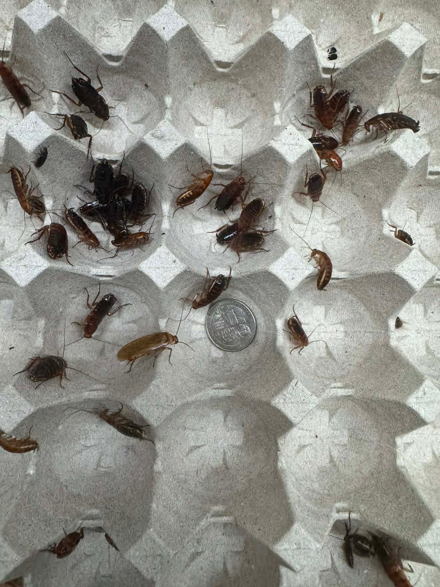 Red Runner Roaches - Scholarly Exotics LLC