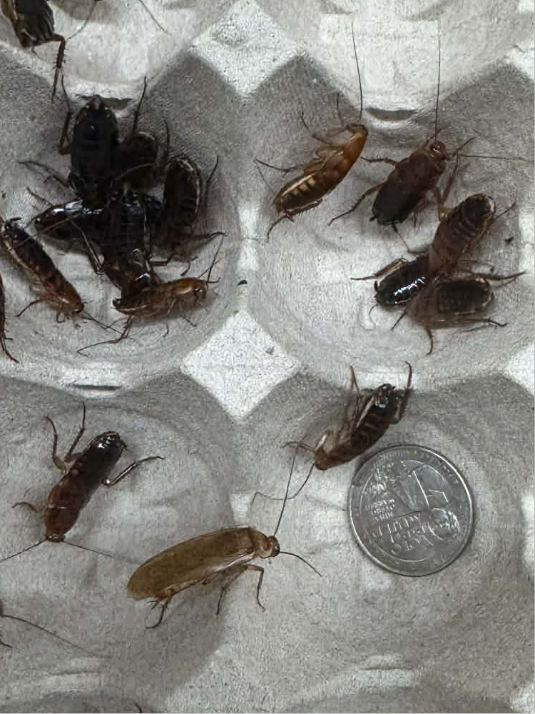 Red Runner Roaches