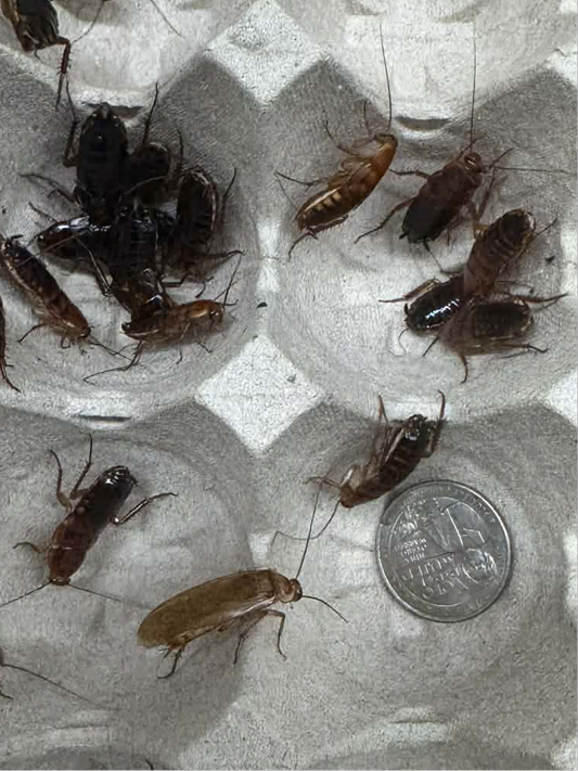 Red Runner Roaches