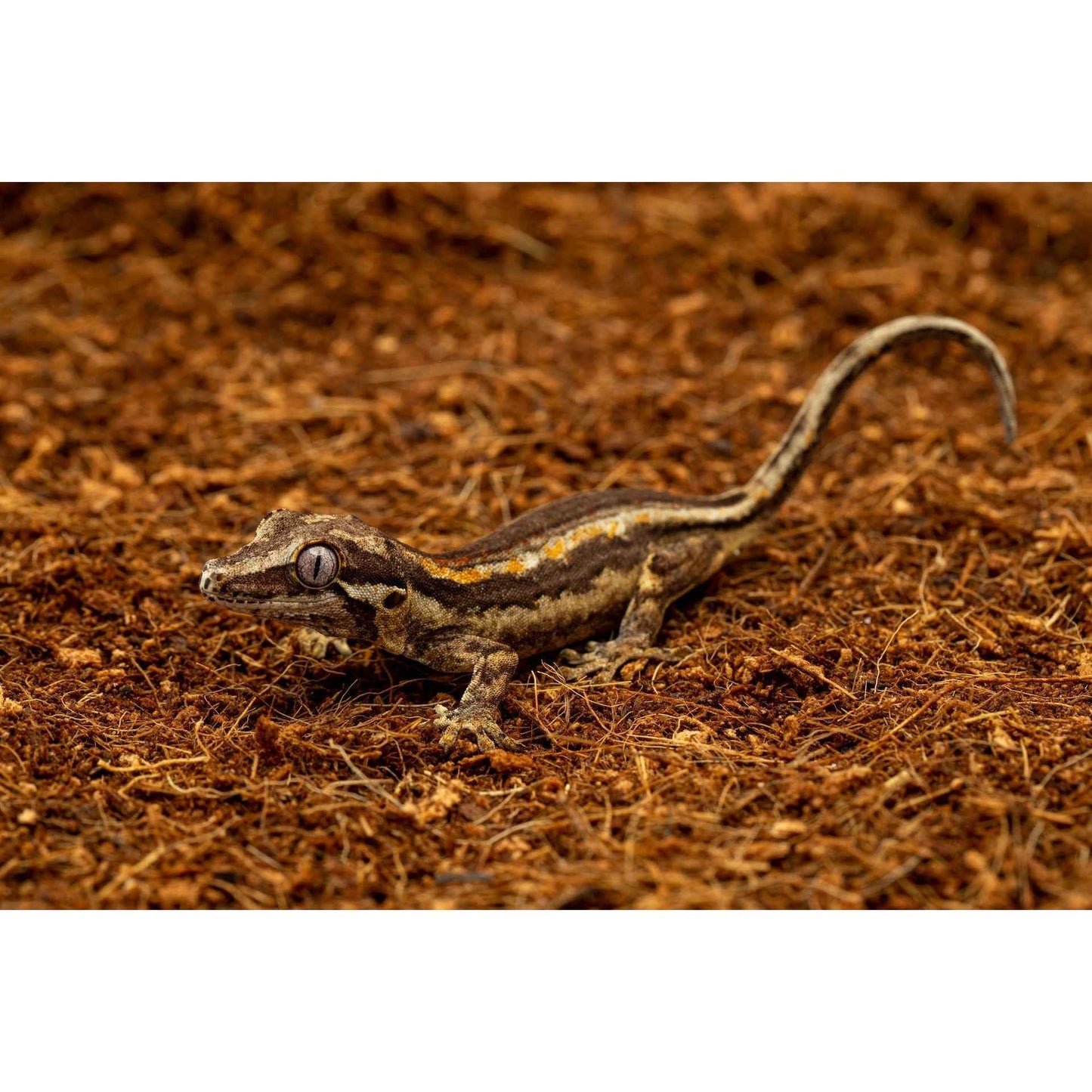 ReptiEarth Fine Coconut Fiber Mix