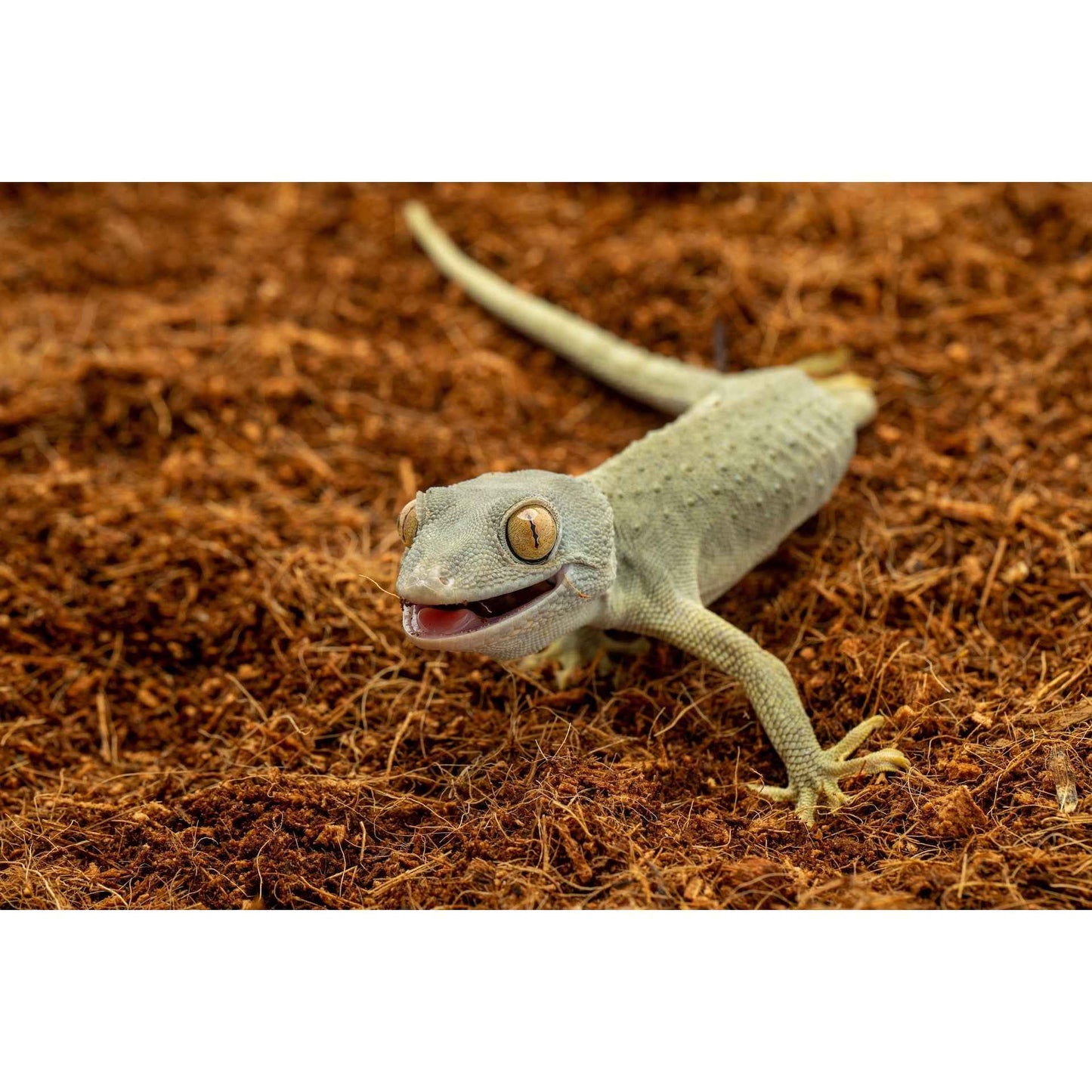 ReptiEarth Fine Coconut Fiber Mix