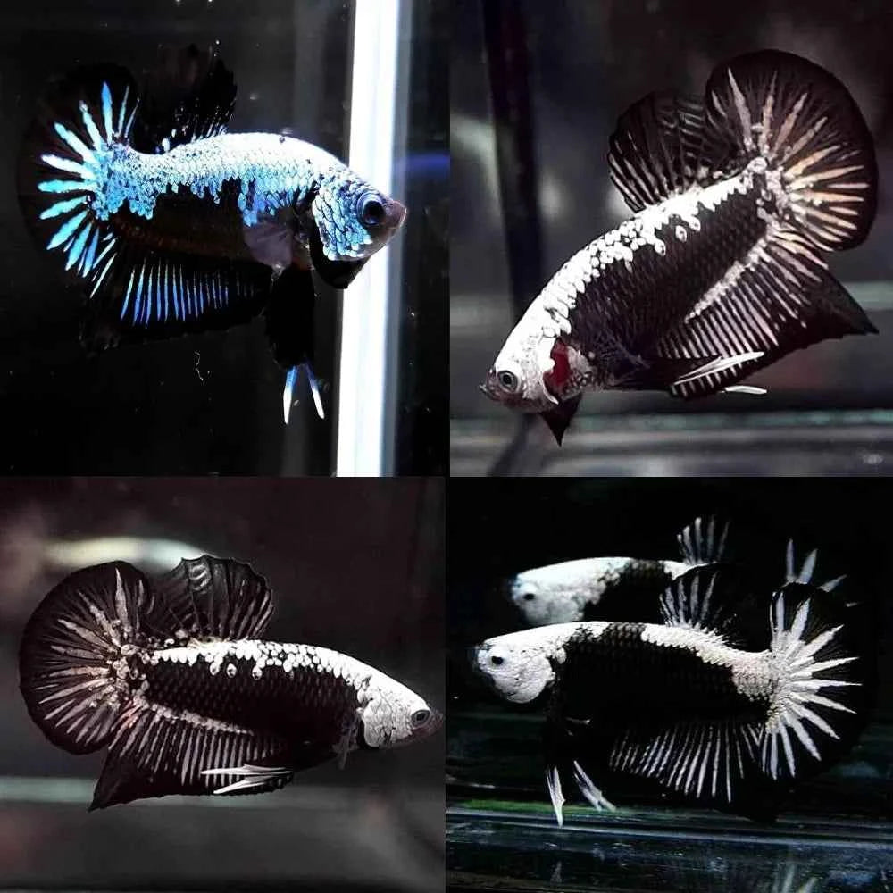 Betta Black Samurai (Male)