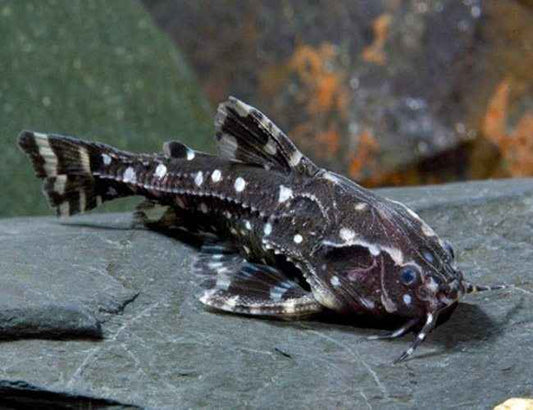 Spotted Raphael Catfish