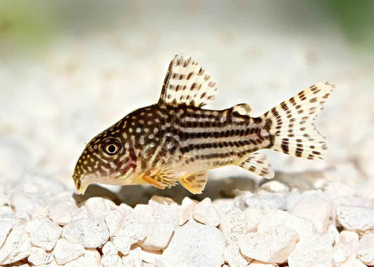 Corydoras sterbai