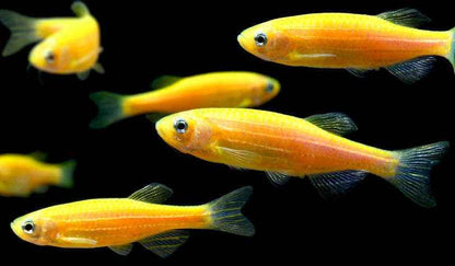 Zebra Danios
