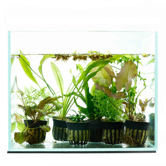 24 Plant - Beginner Aquarium Plant Pack