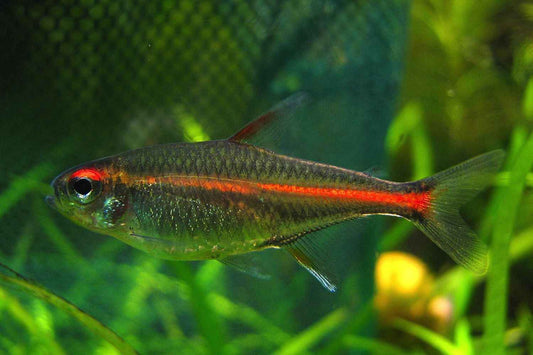 Glow Light Tetra