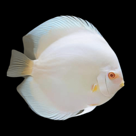 Snow White Discus (Symphysodon sp.) 4"