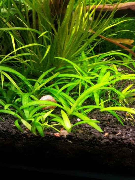 Narrowleaf Sagittaria