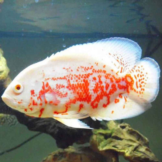 Albino Red Tiger Oscar