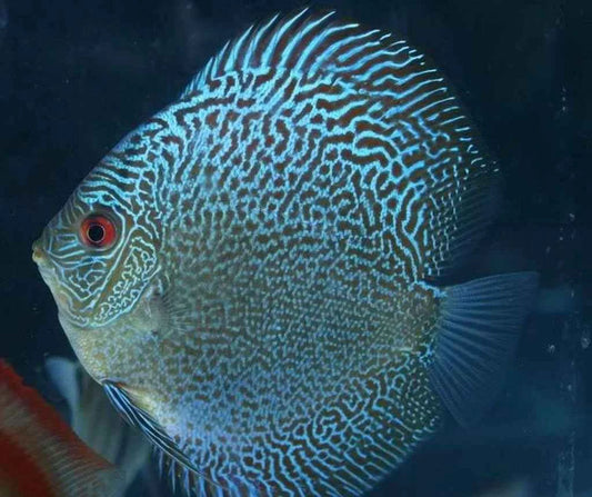 LEOPARD SNAKESKIN DISCUS