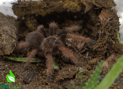 The Bio Dude - Terra Aranea Substrate | 6 qt.