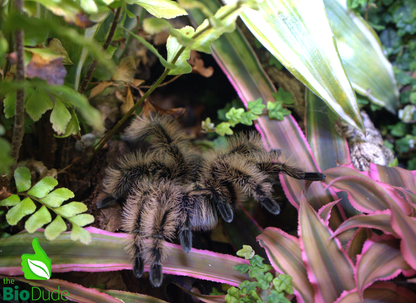 The Bio Dude - Terra Aranea Substrate | 6 qt.