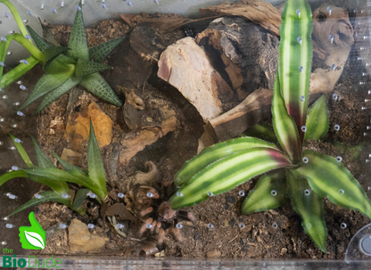 The Bio Dude - Terra Aranea Substrate | 6 qt.