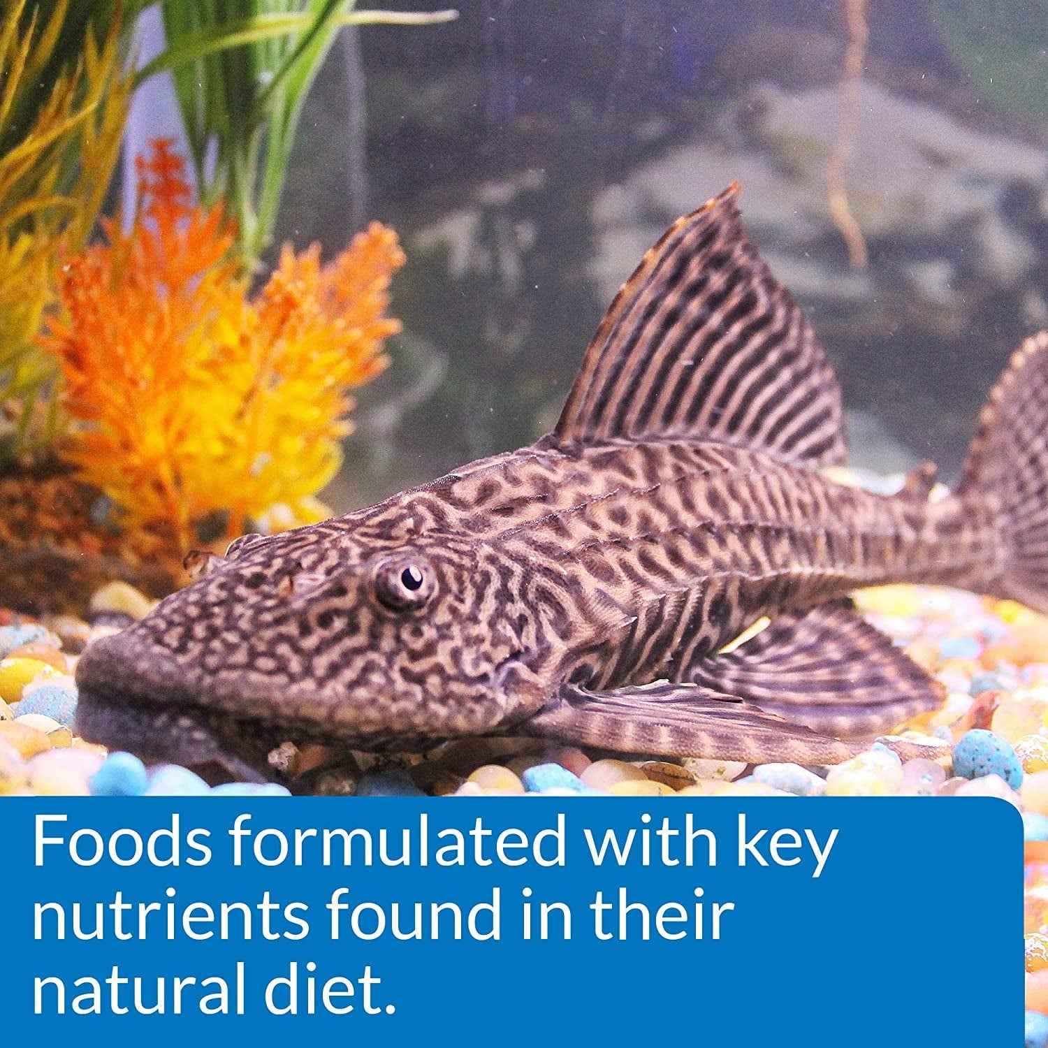 ALGAE EATER WAFERS Algae Wafer Fish Food