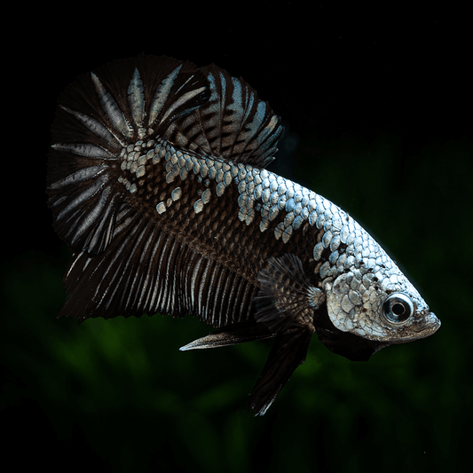 Male Black Samurai Betta