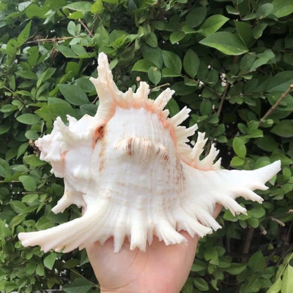 Natural Conch Shell Aquarium Decoration