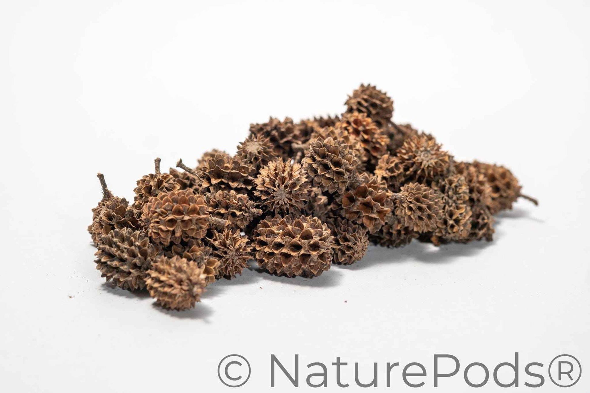 Casuarina Cones
