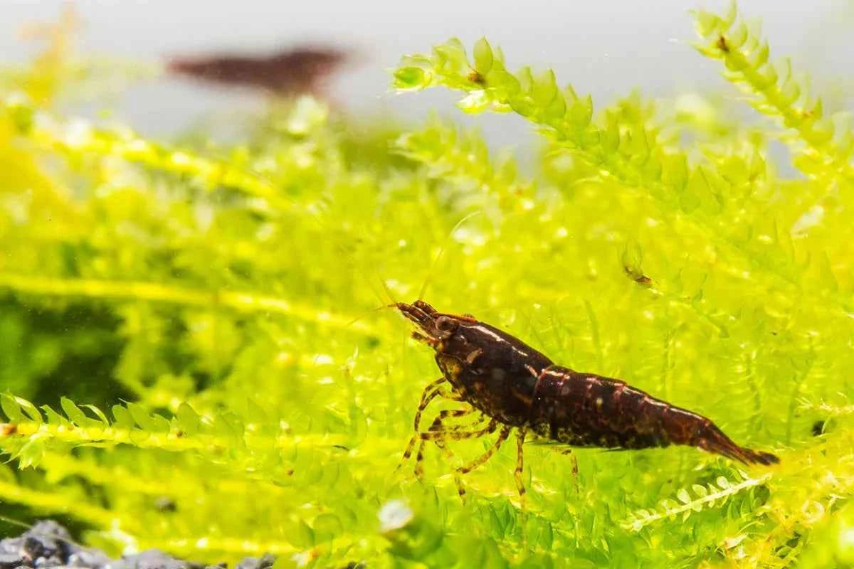 Chocolate Shrimp