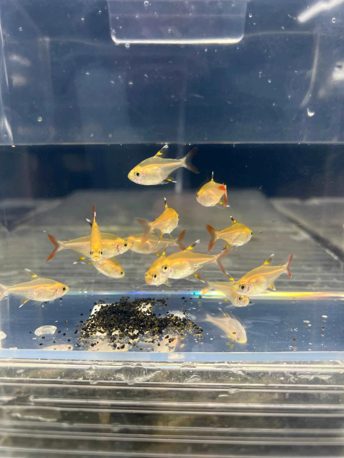 Pristella Golden Tetra PACK OF 6