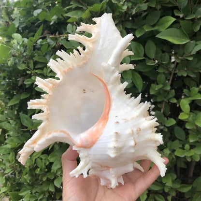 Natural Conch Shell Aquarium Decoration