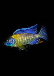 Blue Neon Peacock Cichlid