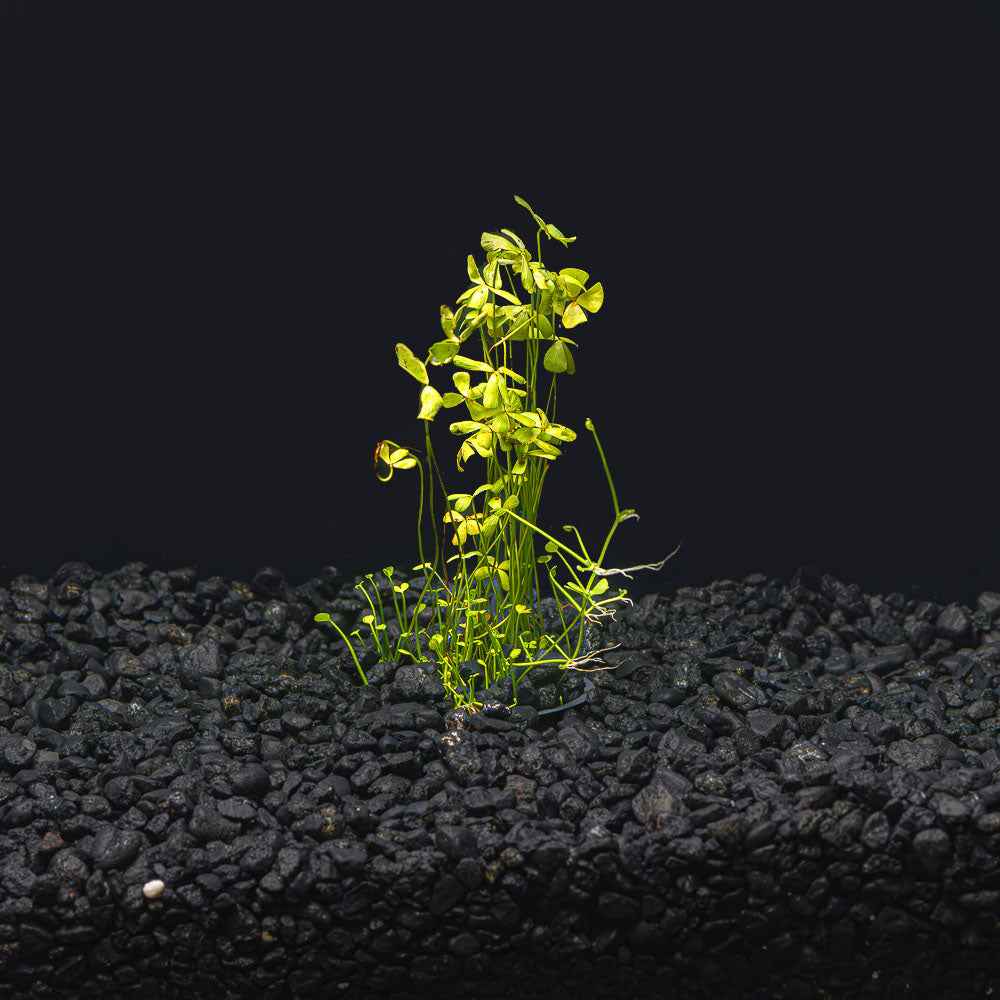Dwarf Four Leaf Clover | Easy Carpeting Aquarium Plant