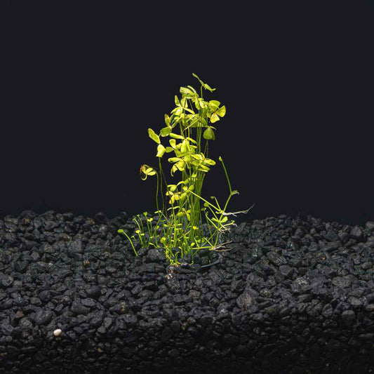 Dwarf Four Leaf Clover | Easy Carpeting Aquarium Plant