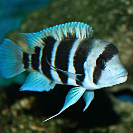 Frontosa Burundi cichlids