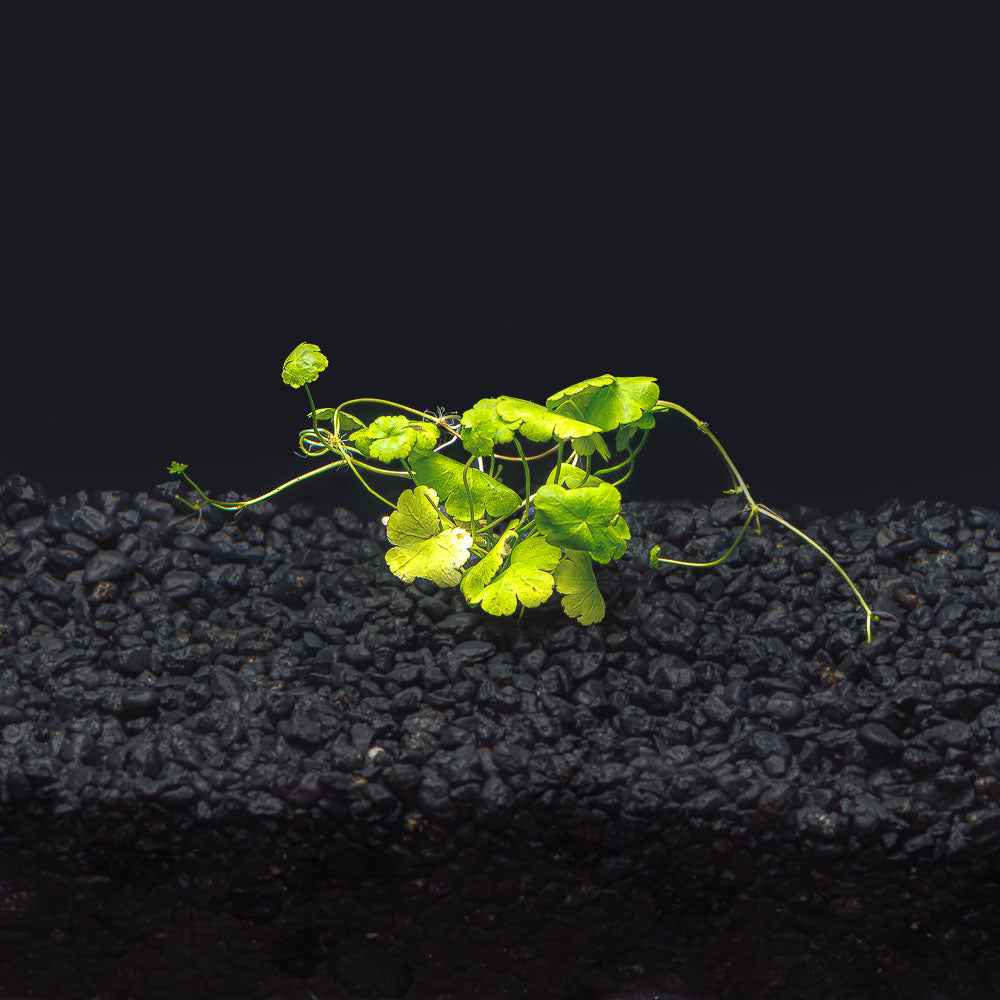 Hydrocotyle tripartita 'Japan'