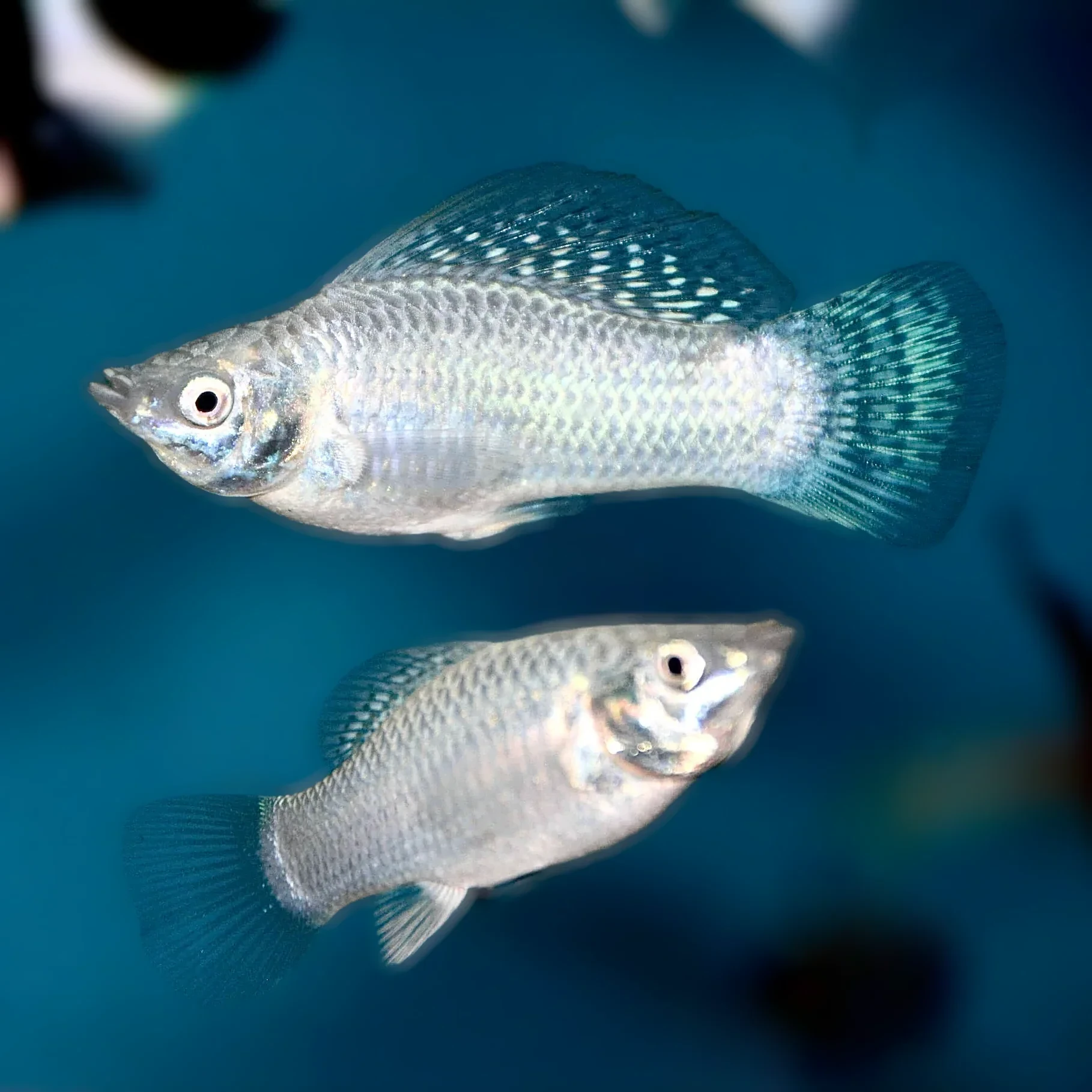 Silver Mollies